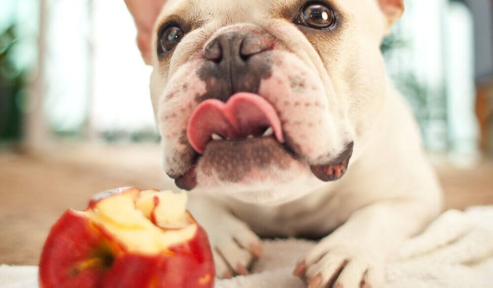 dogs-can-eat-apples-2