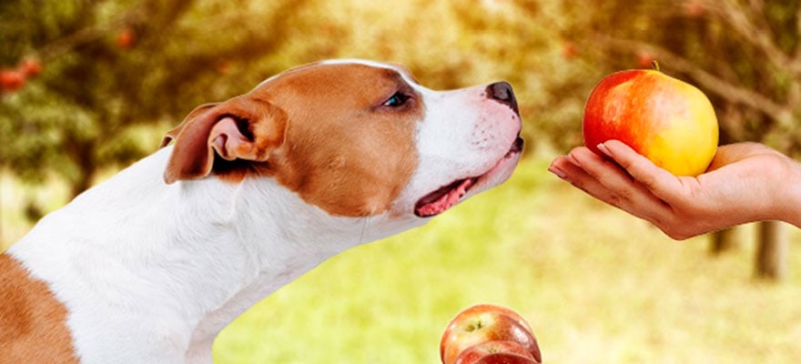 dogs-can-eat-apples