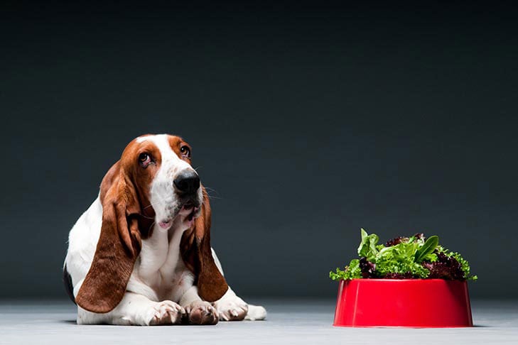 can-dogs-have-lettuce-1