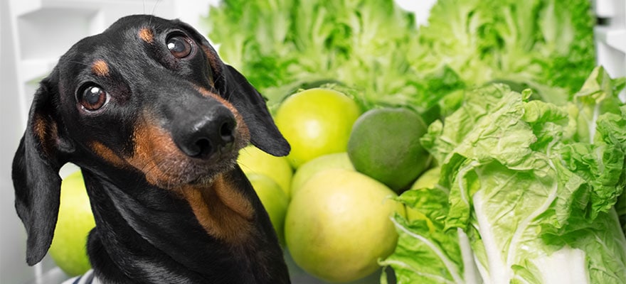 can-dogs-have-lettuce