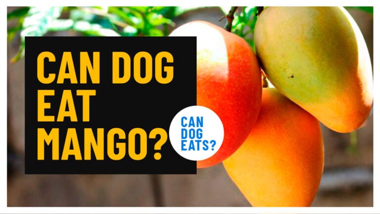 can-dog-eat-mango-new-1