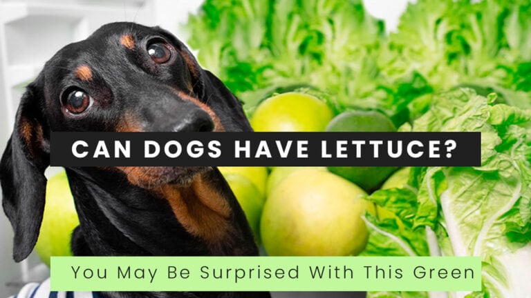 can-dogs-have-lettuce-cover-1