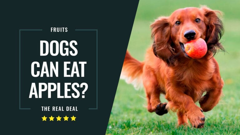 dogs-can-eat-apples-cover-3