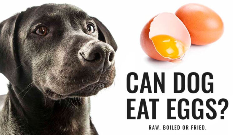 can-dog-eat-eggs-cover