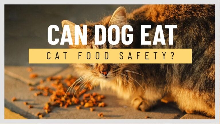 can-dog-eat-cat-food-safety-cover