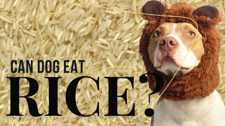 can-dog-eat-rice-cover-1