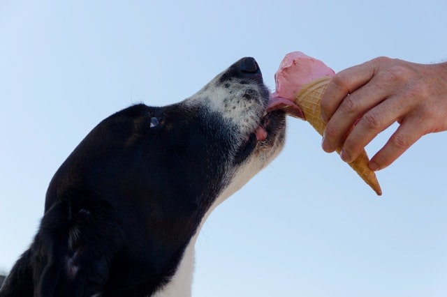 can-dogs-have-vanilla-ice-cream-1