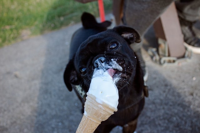 can-dogs-have-vanilla-ice-cream