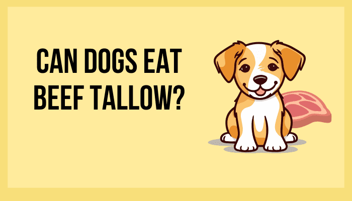 Can Dogs Eat Beef Tallow?