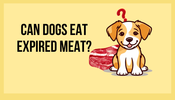 Can Dogs Eat Expired Meat?