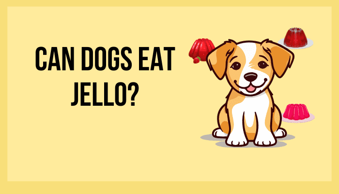 Can Dogs Eat Jello?
