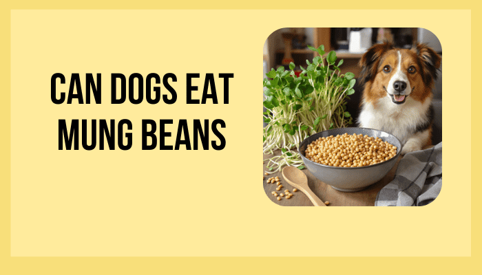 Can Dogs Eat Mung Beans? Safe Feeding Tips and Benefits