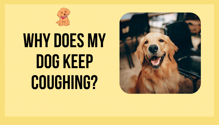 Why Does My Dog Keep Coughing