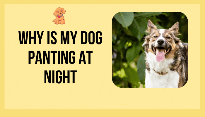 Why Is My Dog Panting at Night