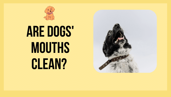 Are Dogs' Mouths Clean?