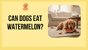 Can Dogs Eat Watermelon