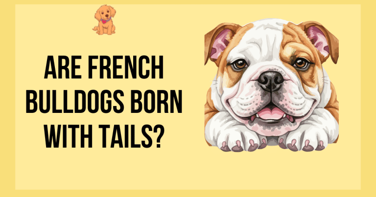Are French Bulldogs Born With Tails?