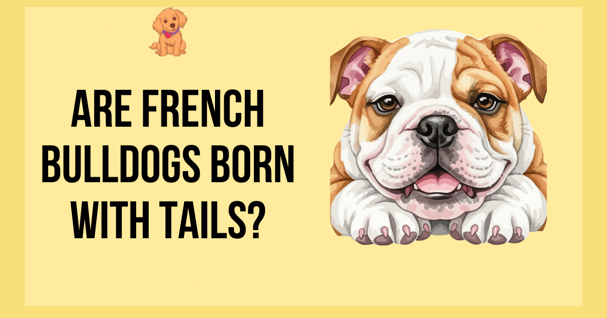 Are French Bulldogs Born With Tails?