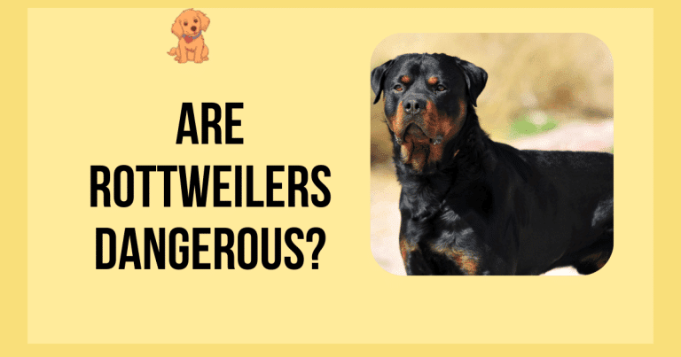Are Rottweilers Dangerous