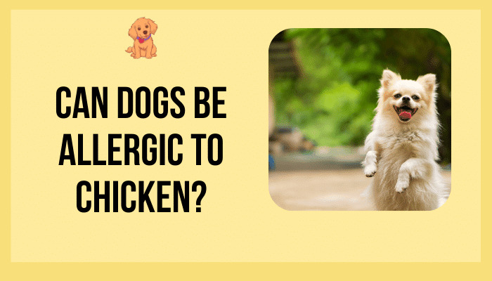 Can Dogs Be Allergic to Chicken