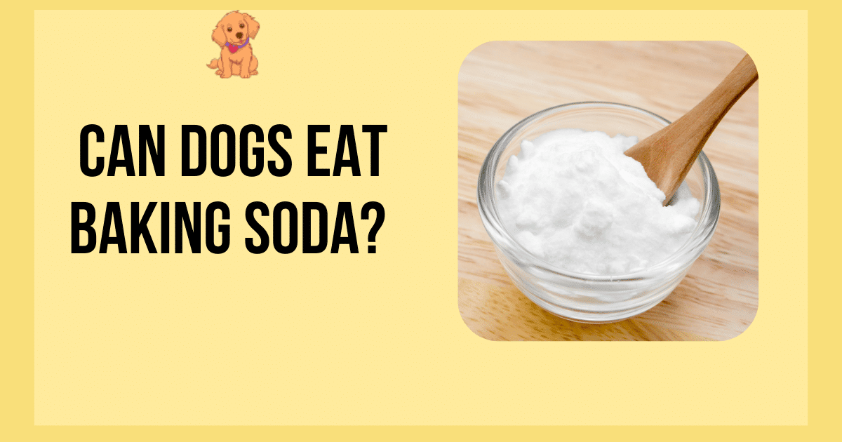 Can Dogs Eat Baking Soda? #1 Safety Guide for Worried Pet Owners
