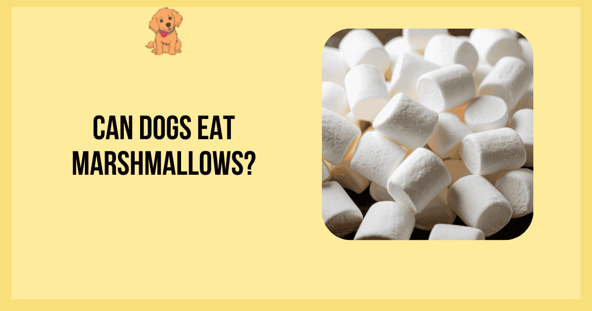 Can Dogs Eat Marshmallows?