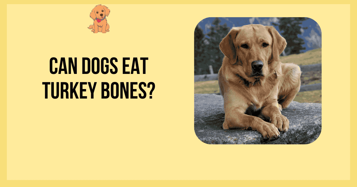 Can Dogs Eat Turkey Bones?