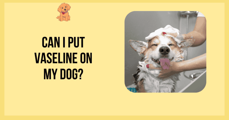 Can I Put Vaseline on My Dog?