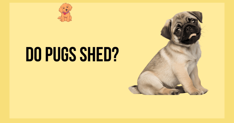 Do Pugs Shed