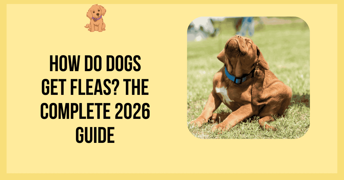 How Do Dogs Get Fleas? The Complete 2026 Guide