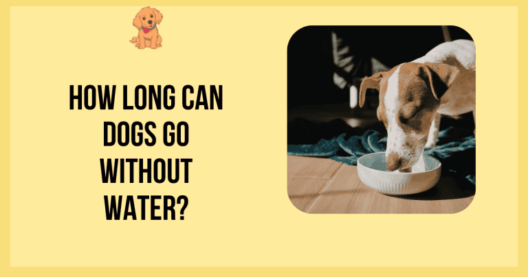 How Long Can Dogs Go Without Water?