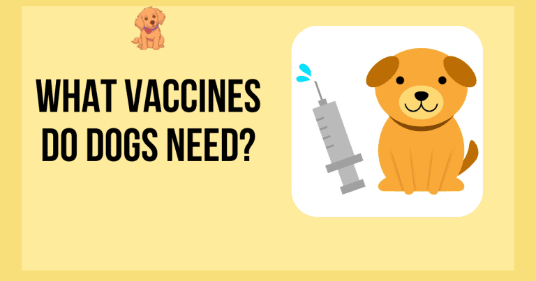 What Vaccines Do Dogs Need? #1 Full Detailed Guide