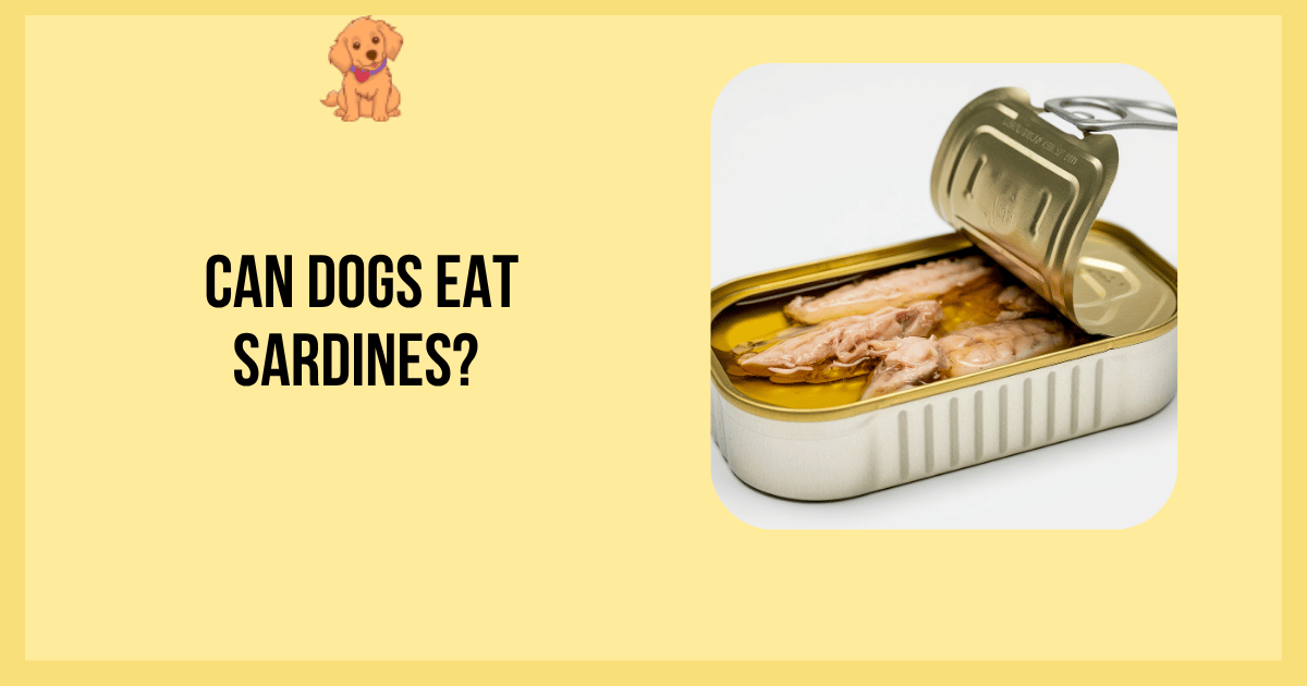 Can Dogs Eat Sardines?