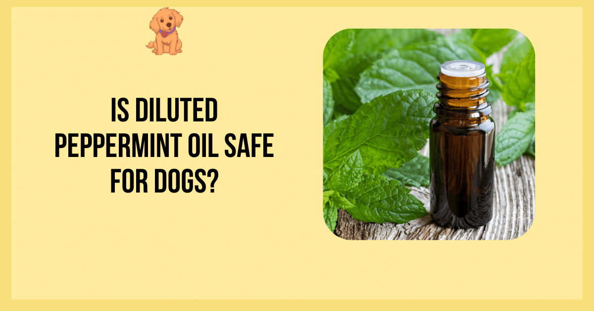 Is Diluted Peppermint Oil Safe for Dogs?